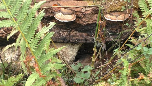Wasp vespula germanica nest in natural habitat, hole under the dead tree trunk with fungus ganoderma in the wood. Zoom out