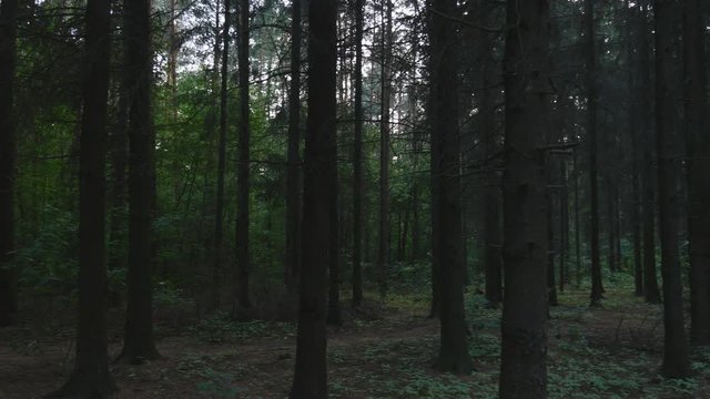 Polish landscape. Forest at dusk