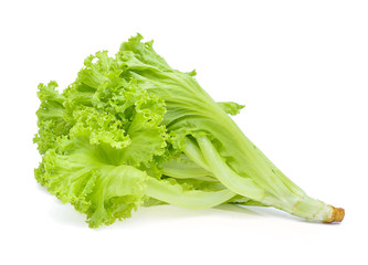 Green oak lettuce isolate on white background