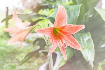 Orange flowers Hippeastrum or Amaryllis in nature garden background