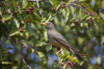 Olive Thrush sitting in tree