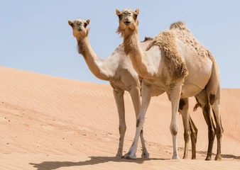 Fotobehang Kameel Twee kamelen in de woestijn kijken vooruit