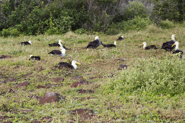 Nesting albatross colony.