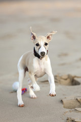 Whippet puppy playing at beach