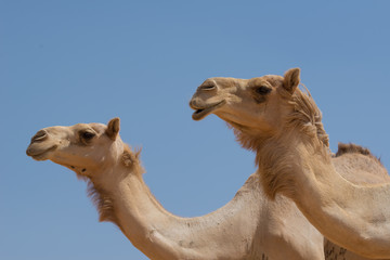 Deux chameaux dans le désert avec ciel bleu