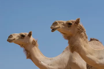 Crédence de cuisine en verre imprimé Chameau Deux chameaux dans le désert avec ciel bleu