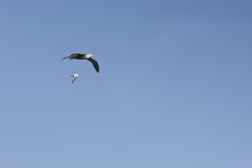 Albatross and red-billed tropicbird in vertical formation.