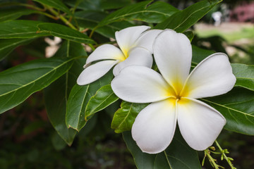 Blossom white and yellow flower plumeria or frangipani put on green leaf in home garden, sweet flowers plumeria or frangipani summer mood background