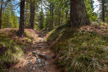 sentiero nel bosco incantato