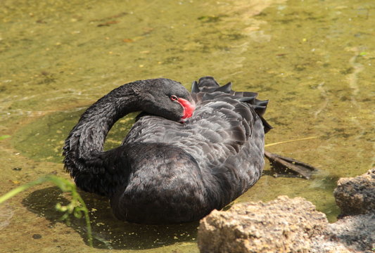 cigno nero
