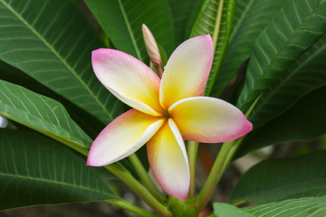 Beautiful sweet yellow pink and white flower plumeria or frangipani on tree and greenery fresh mood