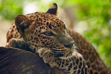 Leopard lying on a tree