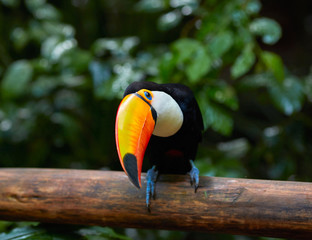 Toucan on the branch in tropical forest of Brazil