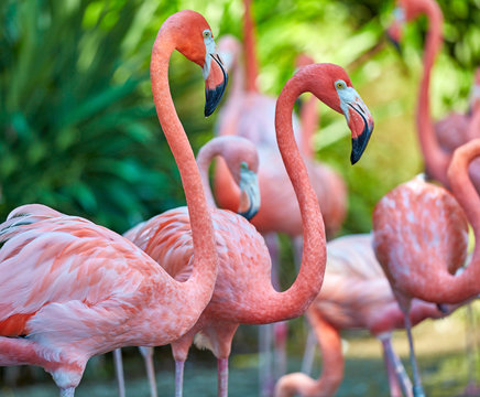 Fototapeta Pink flamingos