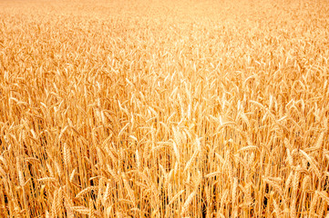 background of  yellow ears on the beautiful golden wheat field