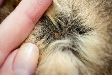 Obraz premium Tick in hair of a pet