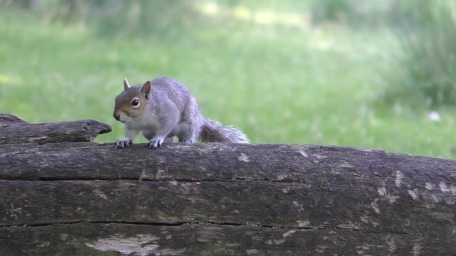 Gray grey squirrel jumps on the old dead tree trunk and starts sniffing