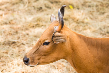 Head Shot of Banteng