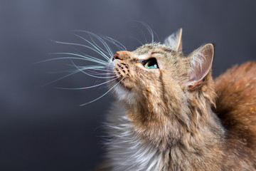 Fototapeta portrait of a beautiful cat obraz