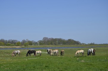 Pferde auf Hiddensee