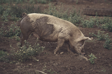 Fototapeta premium Pig on the farm during the day