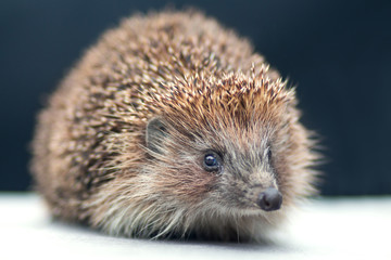 portrait of a cute spiny hedgehog