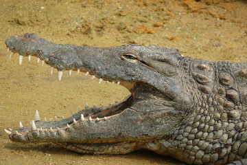 Gueule de crocodile