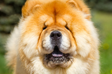 Fototapeta na wymiar Portrait of a dog chow chow