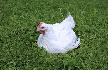 White broiler chicken