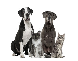 Two Great Dane and two Maine Coon,  isolated on white