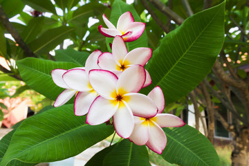 Obraz na płótnie Canvas Sweet white pink yellow flower plumeria or frangipani bunch 
