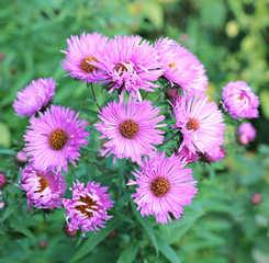 Blue thin flap perennial asters