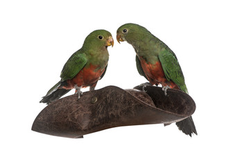 King Parrot isolated on white