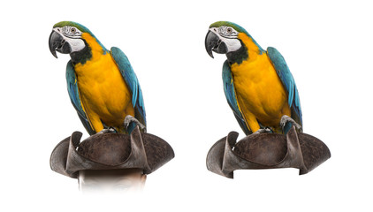 Blue-and-gold Macaw isolated on white