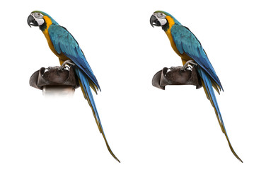 Blue-and-gold Macaw isolated on white