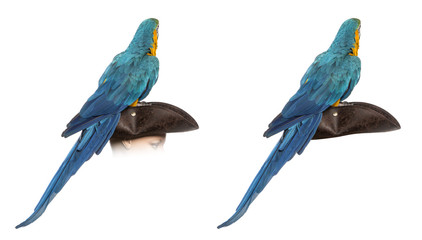 Blue-and-gold Macaw isolated on white