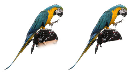 Blue-and-gold Macaw isolated on white