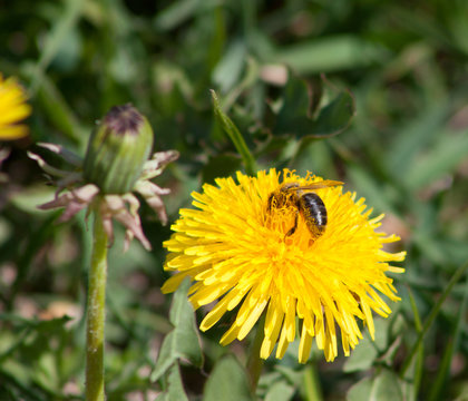 Fototapeta Bee on dandelion