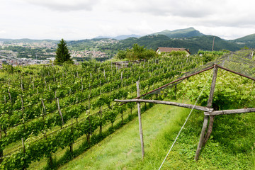 Fototapeta na wymiar The vineyards of Salorino