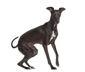 Italian Greyhound isolated on white