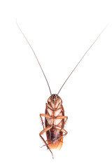 Cockroach on white  background
