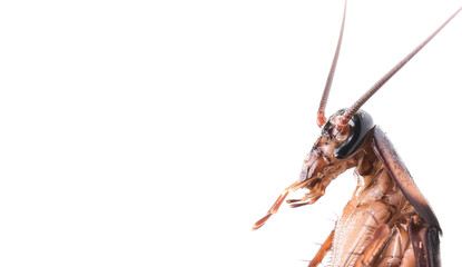 Cockroach on white  background