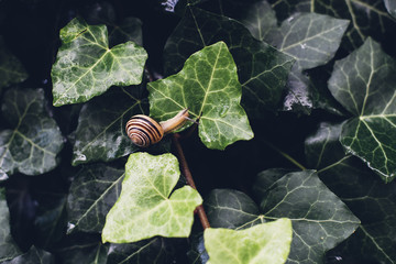Snail on wild ivy leaf after rain