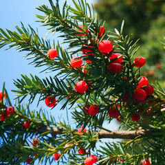 Taxus x media Hicksii