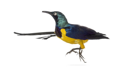 Golden Breasted Starling isolated on white