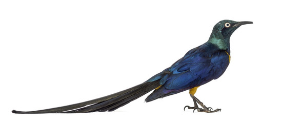 Golden Breasted Starling isolated on white