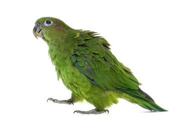 Pileated Parrot isolated on white