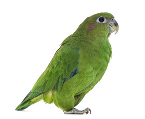 Pileated Parrot isolated on white