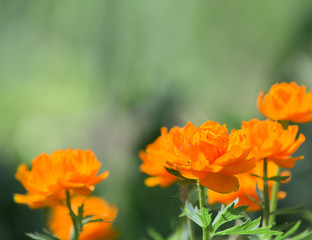 green and orange flower background