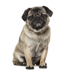 Obraz premium Pug isolated on white